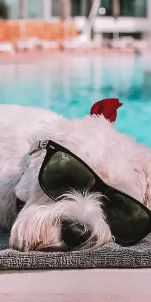 Haustierfreundliche Hotels