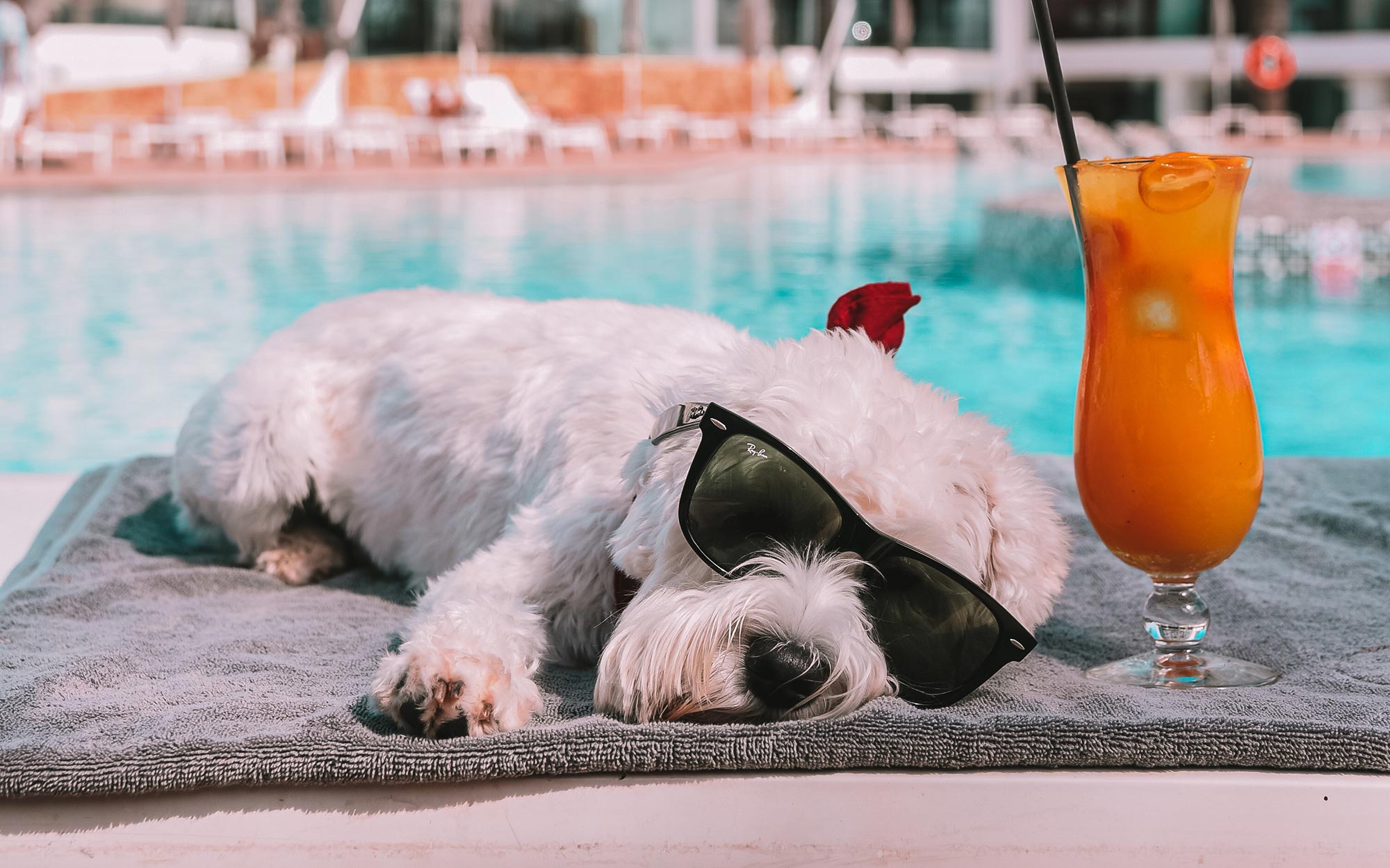 hoteles-pet-friendly